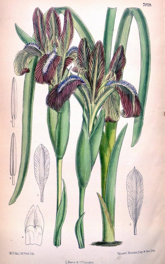 Curtis's botanical magazine. London ; New York [etc.] :Academic Press [etc.]. | "Botanical illustration" Botany Periodicals "Pictorial works" "Plants, Ornamental"  | Vintage Print Reproduction 454673