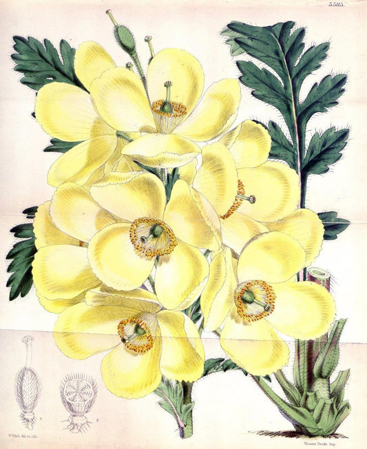 Curtis's botanical magazine. London ; New York [etc.] :Academic Press [etc.]. | "Botanical illustration" Botany Periodicals "Pictorial works" "Plants, Ornamental"  | Vintage Print Reproduction 454676