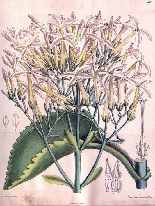 Curtis's botanical magazine. London ; New York [etc.] :Academic Press [etc.]. | "Botanical illustration" Botany Periodicals "Pictorial works" "Plants, Ornamental"  | Vintage Print Reproduction 454678