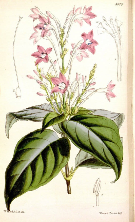 Curtis's botanical magazine..London ;New York [etc.] :Academic Press [etc.]. |  | Vintage Print Reproduction 454679