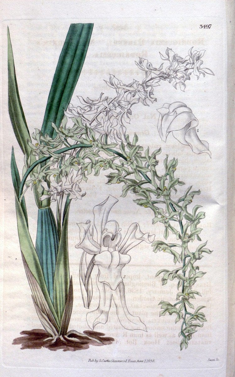 Curtis's botanical magazine. London ;New York [etc.] :Academic Press [etc.]. | Botany Periodicals "Pictorial works"  | Vintage Print Reproduction 454680