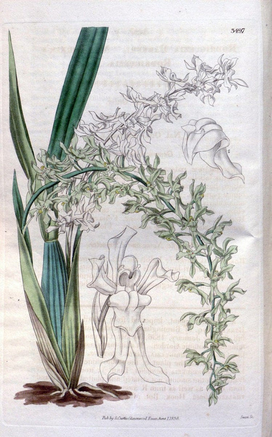 Curtis's botanical magazine. London ;New York [etc.] :Academic Press [etc.]. | Botany Periodicals "Pictorial works"  | Vintage Print Reproduction 454680