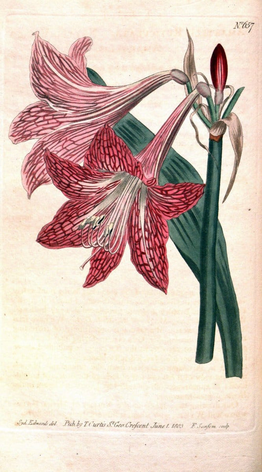 Curtis's botanical magazine. London ;New York [etc.] :Academic Press [etc.]. | Botany Periodicals "Pictorial works"  | Vintage Print Reproduction 454682