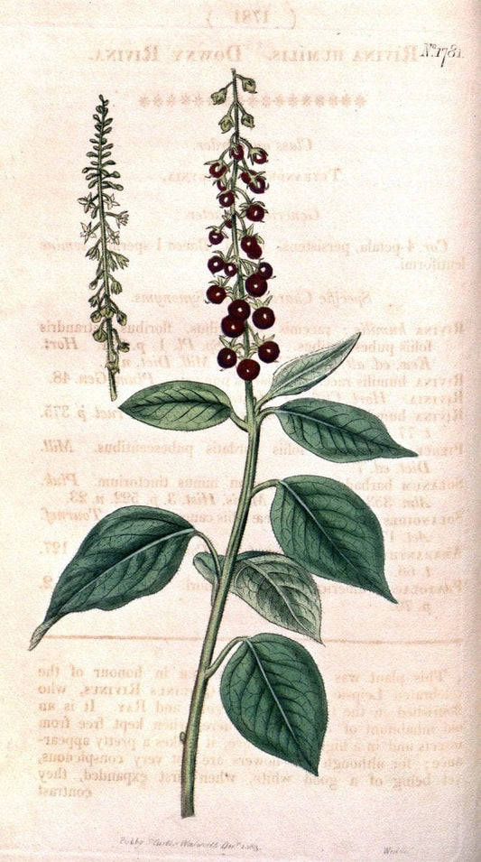 Curtis's botanical magazine. London ; New York [etc.] :Academic Press [etc.]. | "Botanical illustration" Botany Periodicals "Pictorial works" "Plants, Ornamental"  | Vintage Print Reproduction 454683