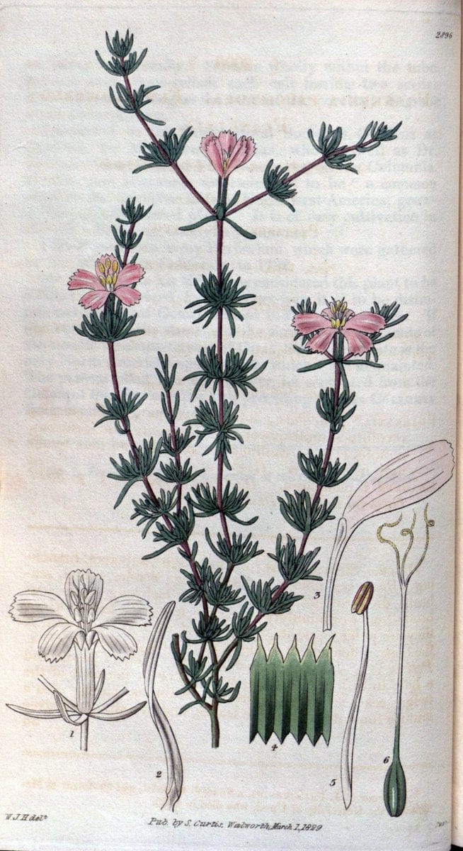Curtis's botanical magazine. London ; New York [etc.] :Academic Press [etc.]. | "Botanical illustration" Botany Periodicals "Pictorial works" "Plants, Ornamental"  | Vintage Print Reproduction 454684
