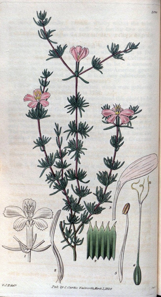 Curtis's botanical magazine. London ; New York [etc.] :Academic Press [etc.]. | "Botanical illustration" Botany Periodicals "Pictorial works" "Plants, Ornamental"  | Vintage Print Reproduction 454684