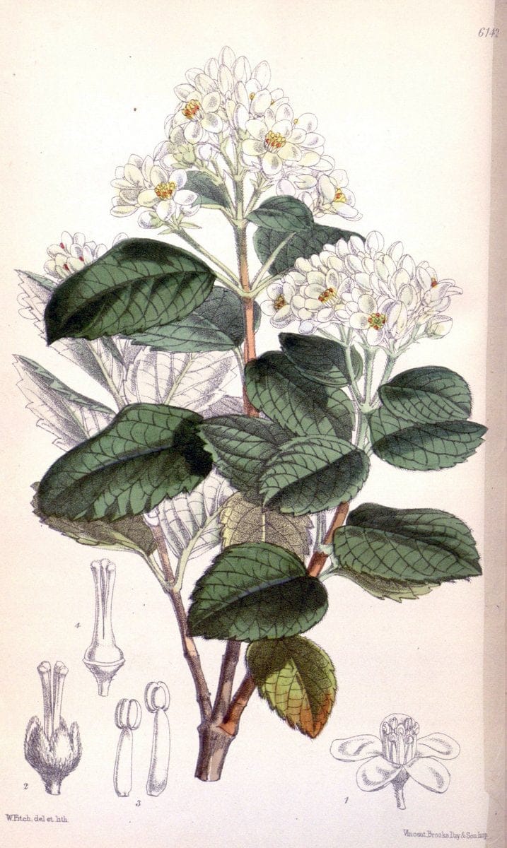 Curtis's botanical magazine. London ; New York [etc.] :Academic Press [etc.]. | "Botanical illustration" Botany Periodicals "Pictorial works" "Plants, Ornamental"  | Vintage Print Reproduction 454685