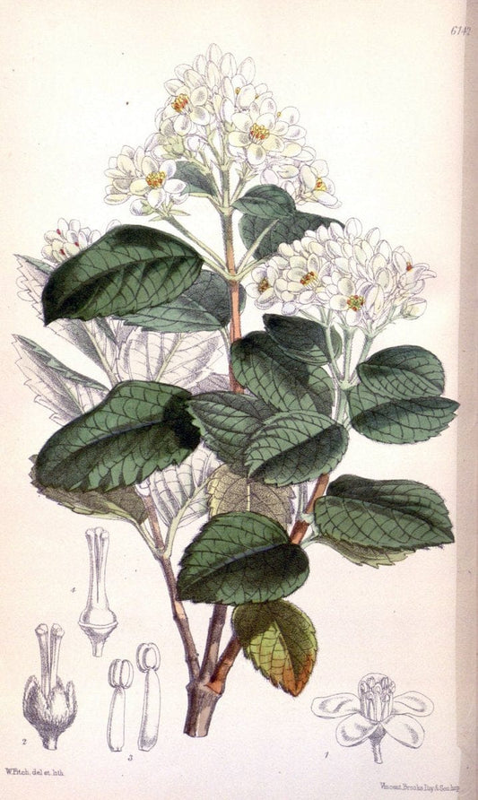 Curtis's botanical magazine. London ; New York [etc.] :Academic Press [etc.]. | "Botanical illustration" Botany Periodicals "Pictorial works" "Plants, Ornamental"  | Vintage Print Reproduction 454685