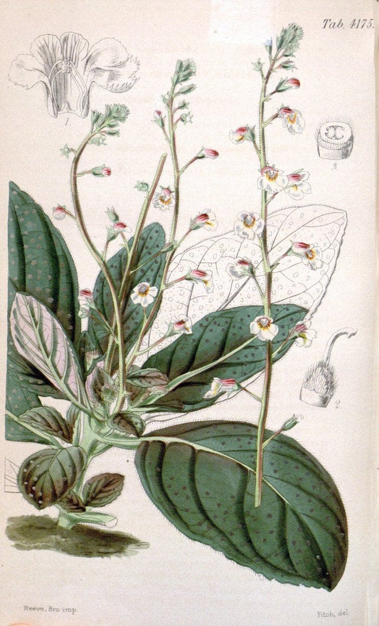 Curtis's botanical magazine. London ; New York [etc.] :Academic Press [etc.]. | "Botanical illustration" Botany Periodicals "Pictorial works" "Plants, Ornamental"  | Vintage Print Reproduction 454686