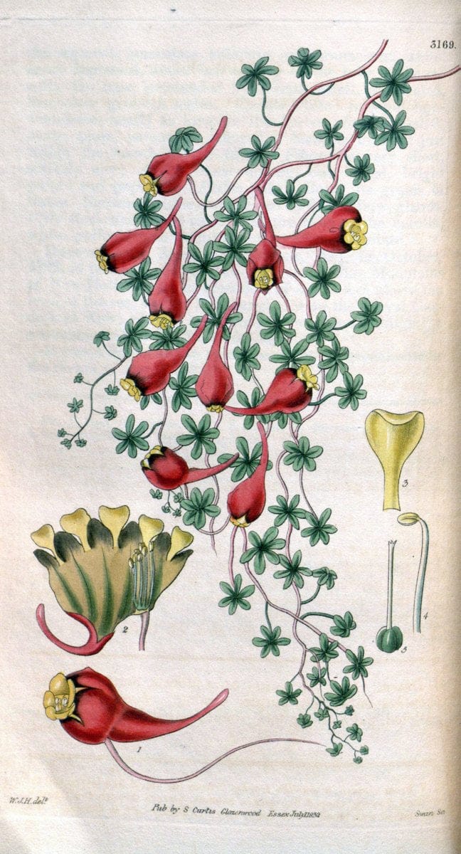 Curtis's botanical magazine. London ; New York [etc.] :Academic Press [etc.]. | "Botanical illustration" Botany Periodicals "Pictorial works" "Plants, Ornamental"  | Vintage Print Reproduction 454688