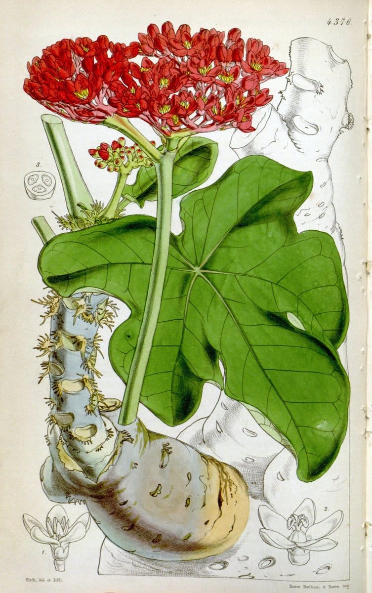 Curtis's botanical magazine. London ; New York [etc.] :Academic Press [etc.]. | "Botanical illustration" Botany Periodicals "Pictorial works" "Plants, Ornamental"  | Vintage Print Reproduction 454689