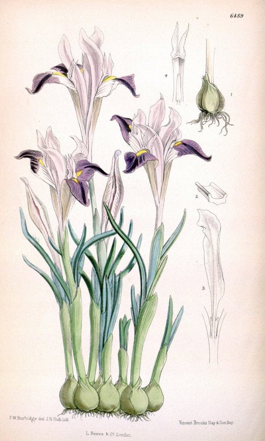 Curtis's botanical magazine. London ; New York [etc.] :Academic Press [etc.]. | "Botanical illustration" Botany Periodicals "Pictorial works" "Plants, Ornamental"  | Vintage Print Reproduction 454691