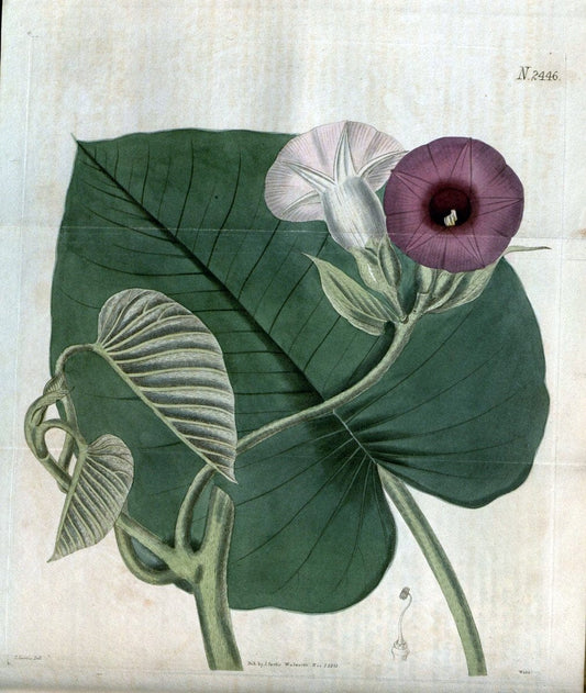Curtis's botanical magazine. London ; New York [etc.] :Academic Press [etc.]. | "Botanical illustration" Botany Periodicals "Pictorial works" "Plants, Ornamental"  | Vintage Print Reproduction 454692