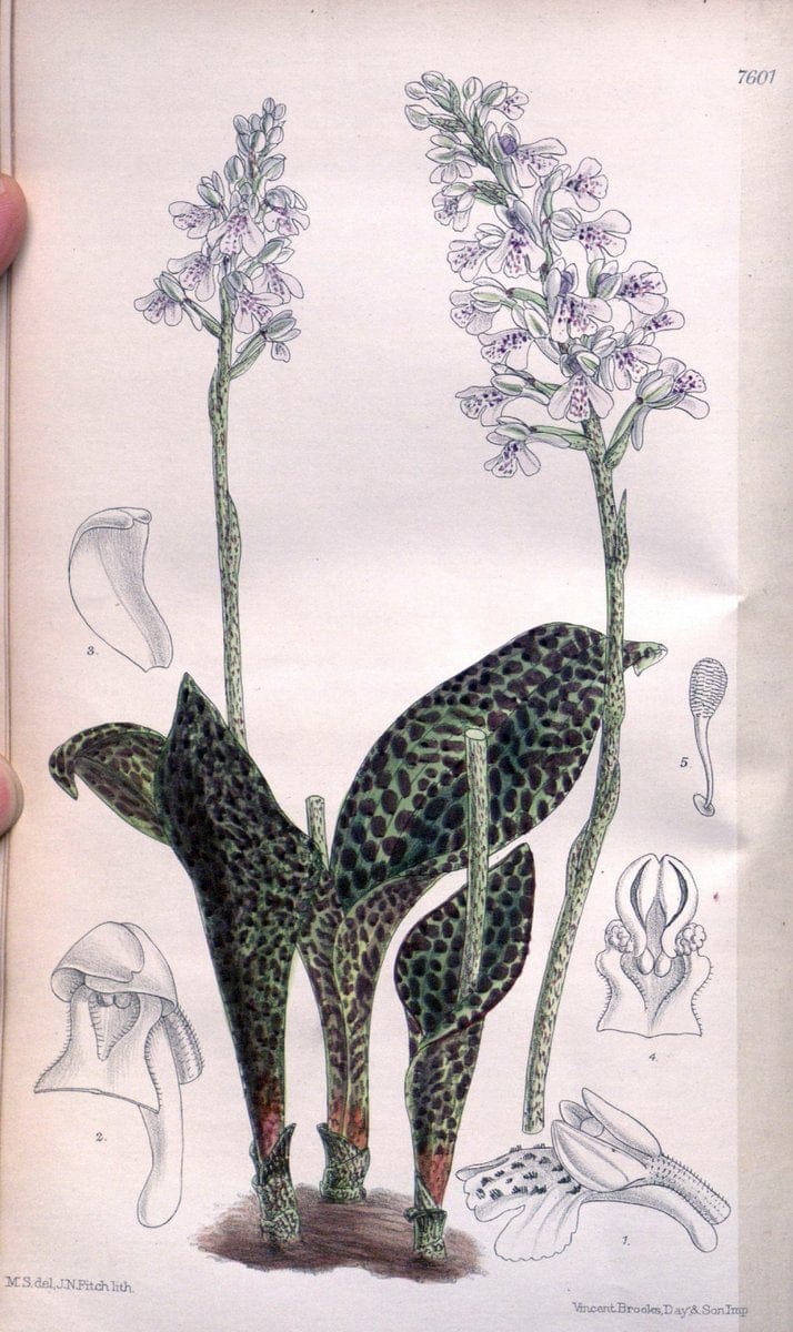 Curtis's botanical magazine. London ; New York [etc.] :Academic Press [etc.]. | "Botanical illustration" Botany Periodicals "Pictorial works" "Plants, Ornamental"  | Vintage Print Reproduction 454693