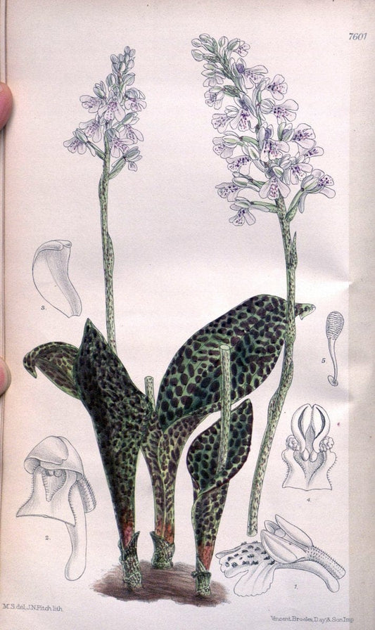Curtis's botanical magazine. London ; New York [etc.] :Academic Press [etc.]. | "Botanical illustration" Botany Periodicals "Pictorial works" "Plants, Ornamental"  | Vintage Print Reproduction 454693
