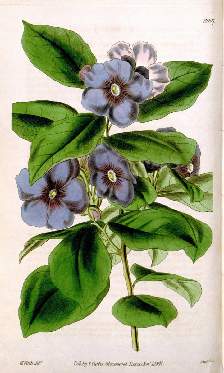 Curtis's botanical magazine. London ; New York [etc.] :Academic Press [etc.]. | "Botanical illustration" Botany Periodicals "Pictorial works" "Plants, Ornamental"  | Vintage Print Reproduction 454695