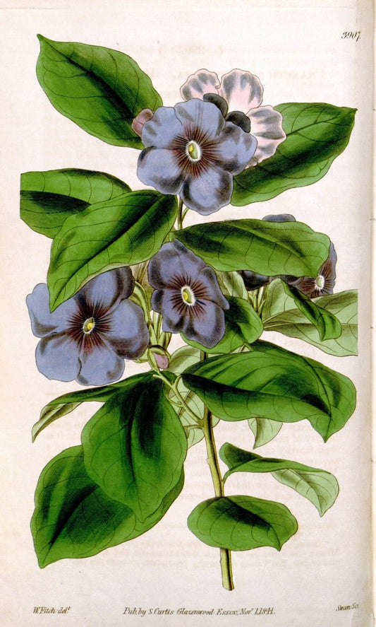 Curtis's botanical magazine. London ; New York [etc.] :Academic Press [etc.]. | "Botanical illustration" Botany Periodicals "Pictorial works" "Plants, Ornamental"  | Vintage Print Reproduction 454695