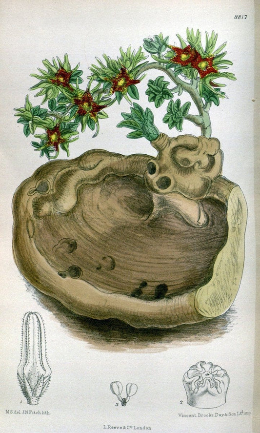 Curtis's botanical magazine. London ; New York [etc.] :Academic Press [etc.]. | "Botanical illustration" Botany Periodicals "Pictorial works" "Plants, Ornamental"  | Vintage Print Reproduction 454696