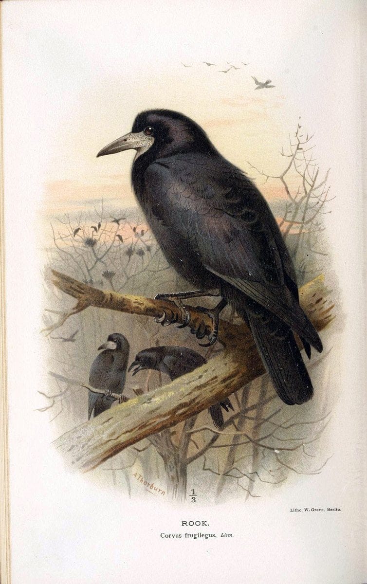 Coloured figures of the birds of the British Islands / issued by Lord Lilford. London :R | 59.82(42) Birds "Great Britain" "Pictorial works"  | Vintage Print Reproduction 454697