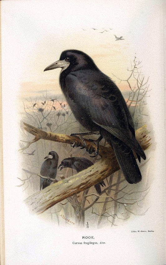 Coloured figures of the birds of the British Islands / issued by Lord Lilford. London :R | 59.82(42) Birds "Great Britain" "Pictorial works"  | Vintage Print Reproduction 454697