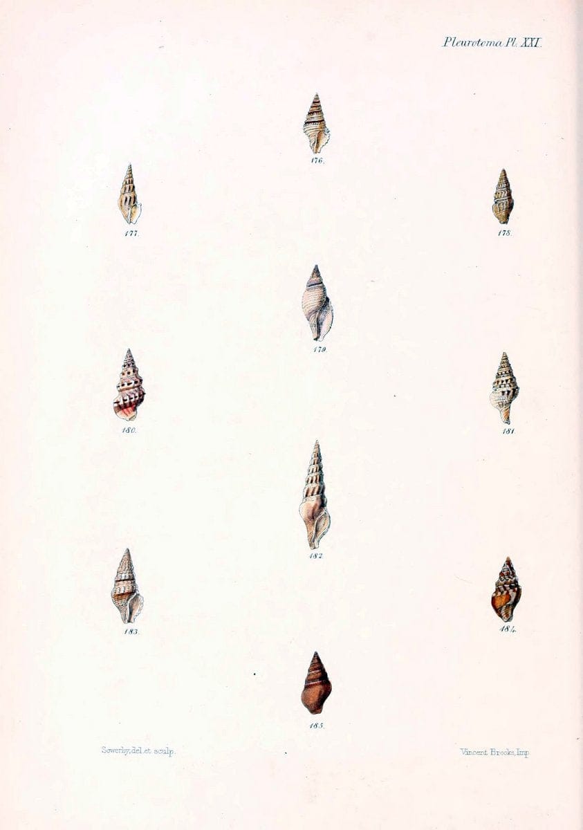 Conchologia iconica, or, Illustrations of the shells of molluscous animals. v.1London :Reeve, Brothers,1843-1878. | Mollusks "Pictorial works" Shells  | Vintage Print Reproduction 454698