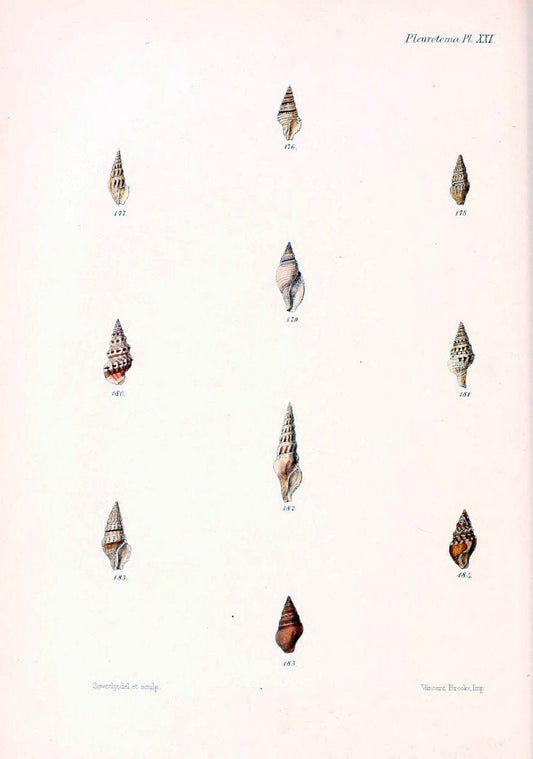 Conchologia iconica, or, Illustrations of the shells of molluscous animals. v.1London :Reeve, Brothers,1843-1878. | Mollusks "Pictorial works" Shells  | Vintage Print Reproduction 454698