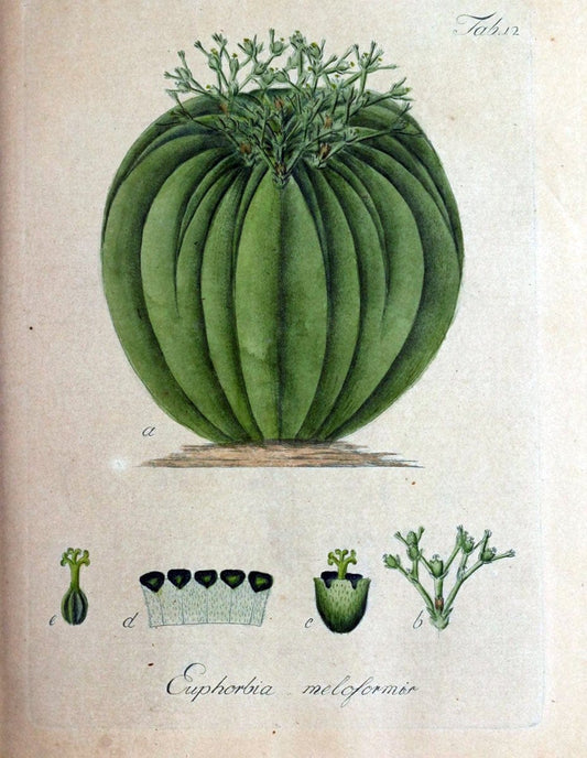 Collectio plantarum tam exoticarum, quam indigenarum, cum delineatione, descriptione cul | Botany | Vintage Print Reproduction 454699