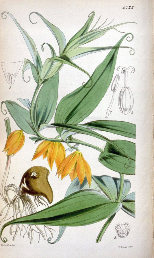 Curtis's botanical magazine. London ; New York [etc.] :Academic Press [etc.]. | "Botanical illustration" Botany Periodicals "Pictorial works" "Plants, Ornamental"  | Vintage Print Reproduction 454700
