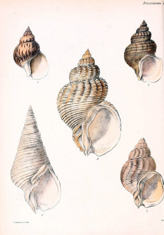 Conchologia iconica, or, Illustrations of the shells of molluscous animals /.London :Reeve, Brothers,1843-1878.. |  | Vintage Print Reproduction 454701