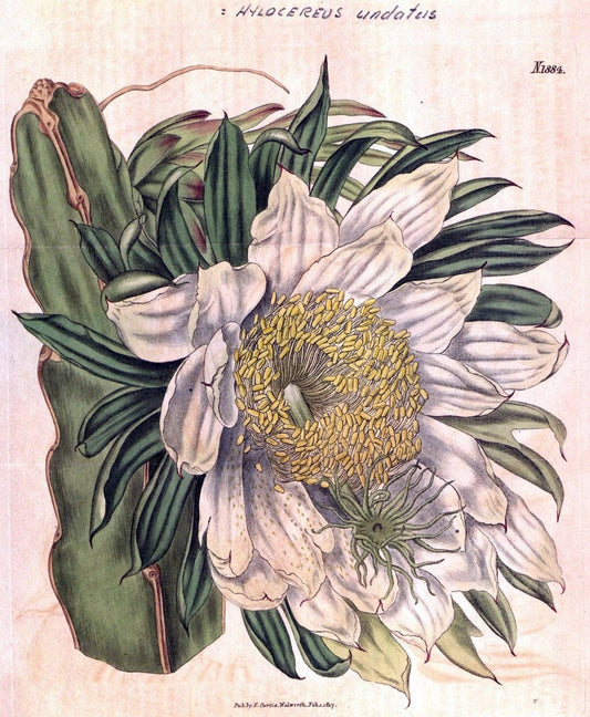 Curtis's botanical magazine. London ; New York [etc.] :Academic Press [etc.]. | "Botanical illustration" Botany Periodicals "Pictorial works" "Plants, Ornamental"  | Vintage Print Reproduction 454702