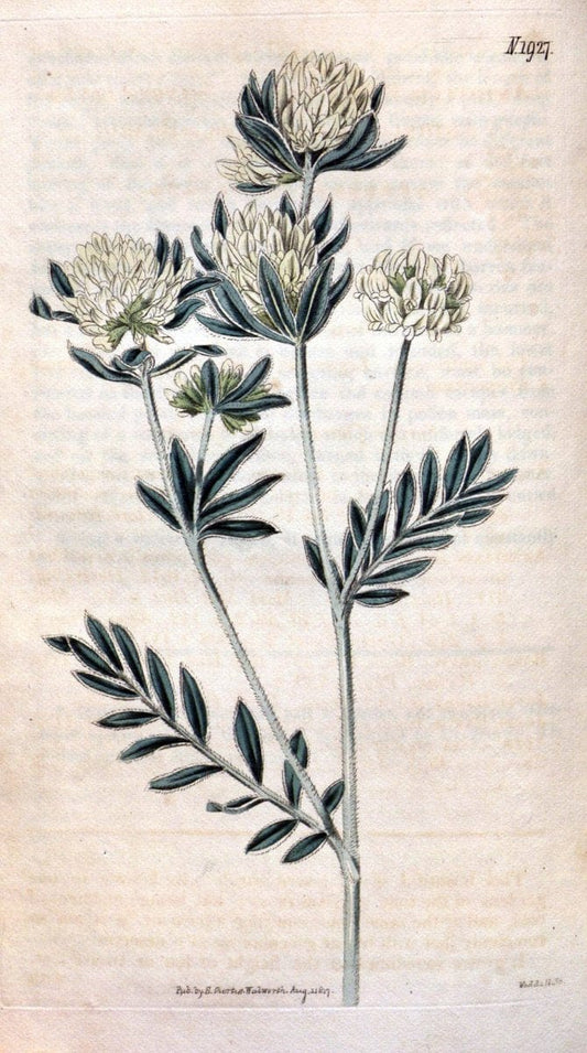 Curtis's botanical magazine. London ; New York [etc.] :Academic Press [etc.]. | "Botanical illustration" Botany Periodicals "Pictorial works" "Plants, Ornamental"  | Vintage Print Reproduction 454703