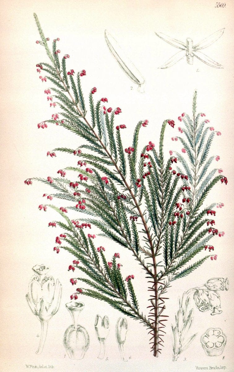 Curtis's botanical magazine. London ; New York [etc.] :Academic Press [etc.]. | "Botanical illustration" Botany Periodicals "Pictorial works" "Plants, Ornamental"  | Vintage Print Reproduction 454704