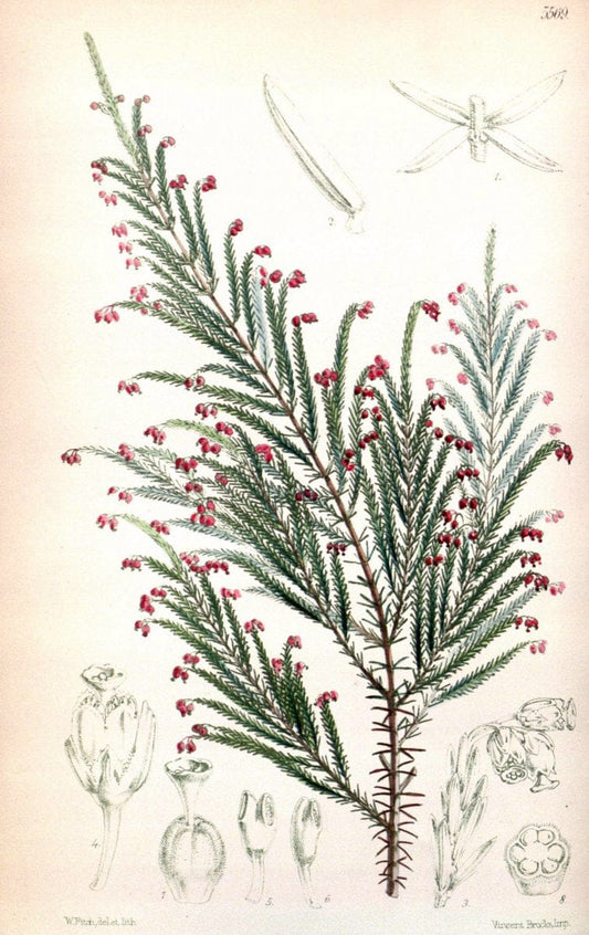 Curtis's botanical magazine. London ; New York [etc.] :Academic Press [etc.]. | "Botanical illustration" Botany Periodicals "Pictorial works" "Plants, Ornamental"  | Vintage Print Reproduction 454704