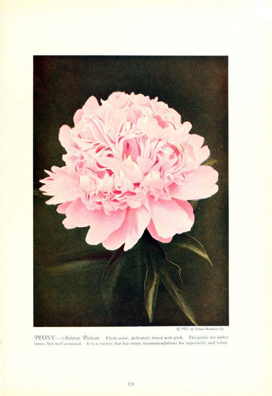 Chase fruit and flowers in natural colorsRochester, N.Y.,Chase brothers company[c1922] | Vintage Print Reproduction 454705