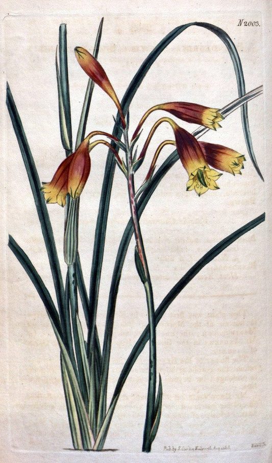 Curtis's botanical magazine. London ; New York [etc.] :Academic Press [etc.]. | "Botanical illustration" Botany Periodicals "Pictorial works" "Plants, Ornamental"  | Vintage Print Reproduction 454708