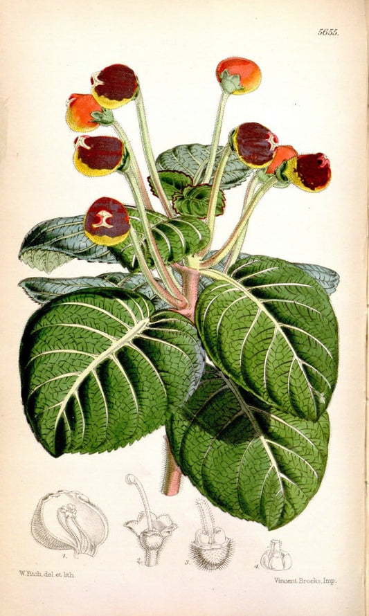 Curtis's botanical magazine. London ; New York [etc.] :Academic Press [etc.]. | "Botanical illustration" Botany Periodicals "Pictorial works" "Plants, Ornamental"  | Vintage Print Reproduction 454709