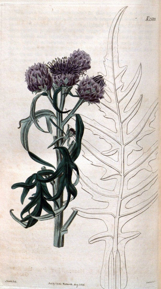 Curtis's botanical magazine. London ; New York [etc.] :Academic Press [etc.]. | "Botanical illustration" Botany Periodicals "Pictorial works" "Plants, Ornamental"  | Vintage Print Reproduction 454710