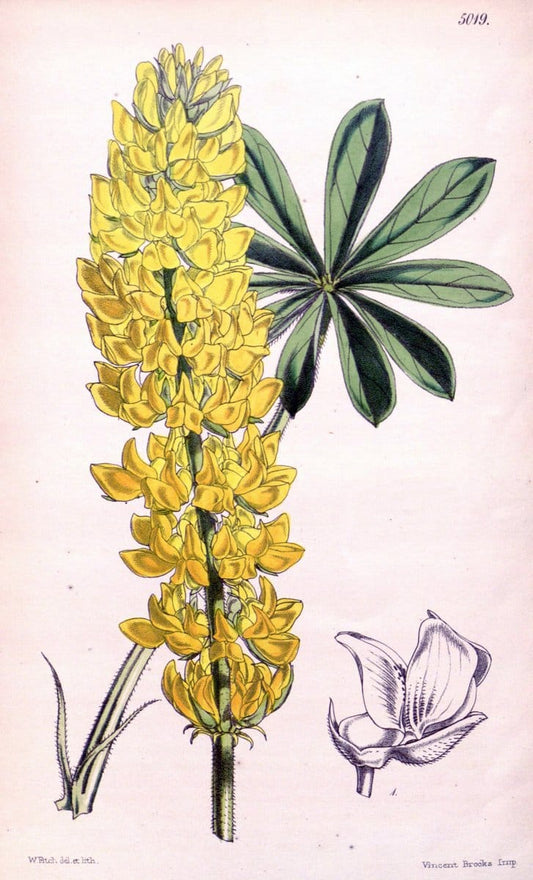 Curtis's botanical magazine. London ; New York [etc.] :Academic Press [etc.]. | "Botanical illustration" Botany Periodicals "Pictorial works" "Plants, Ornamental"  | Vintage Print Reproduction 454711