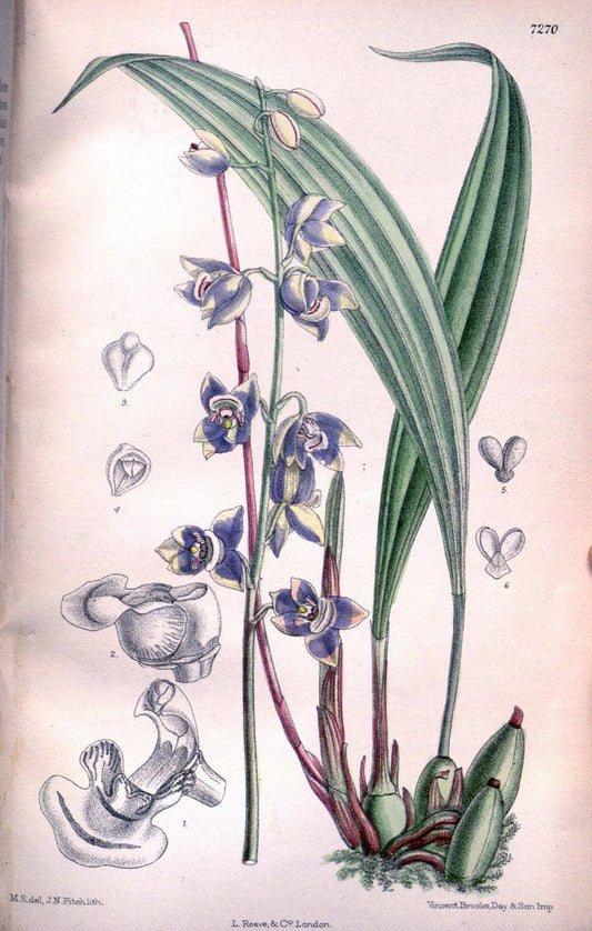 Curtis's botanical magazine. London ; New York [etc.] :Academic Press [etc.]. | "Botanical illustration" Botany Periodicals "Pictorial works" "Plants, Ornamental"  | Vintage Print Reproduction 454712