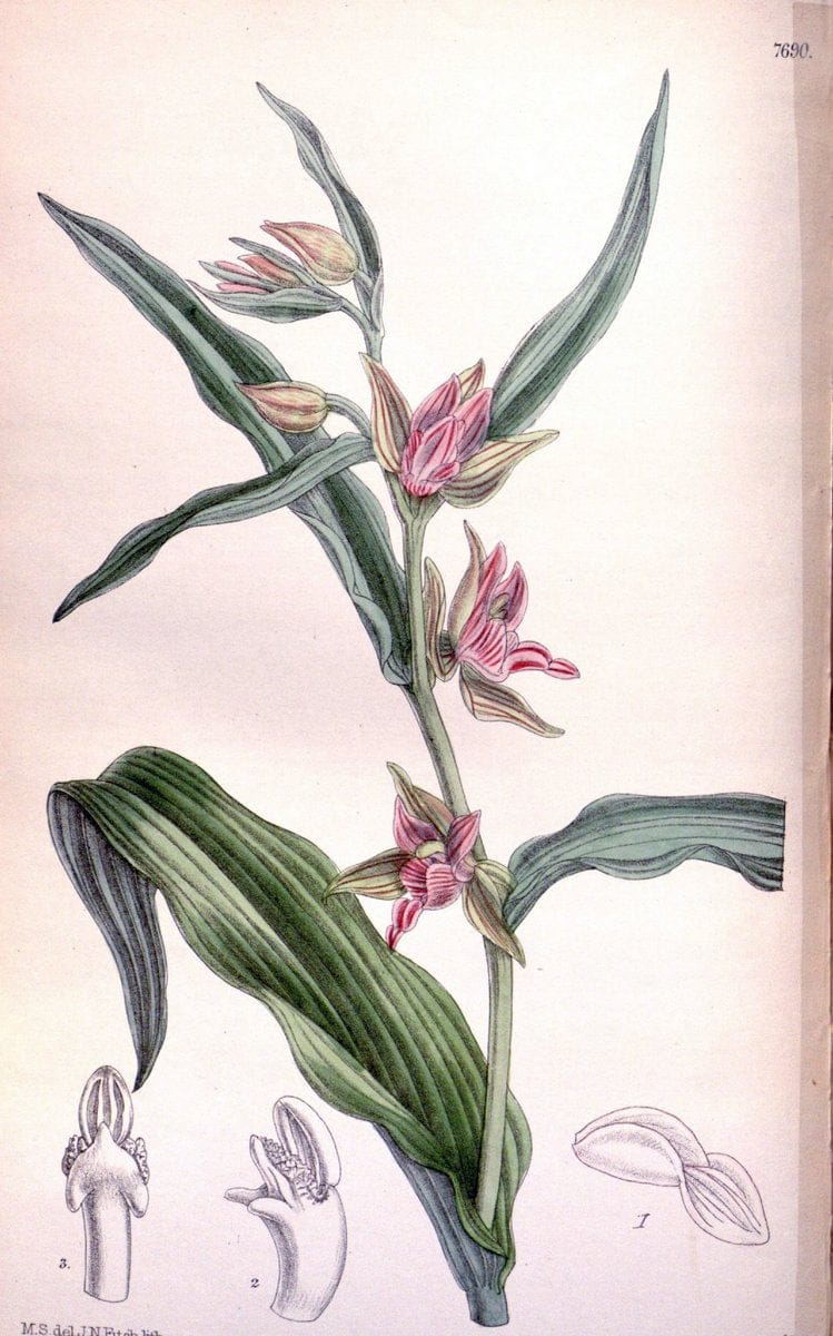 Curtis's botanical magazine. London ; New York [etc.] :Academic Press [etc.]. | "Botanical illustration" Botany Periodicals "Pictorial works" "Plants, Ornamental"  | Vintage Print Reproduction 454713