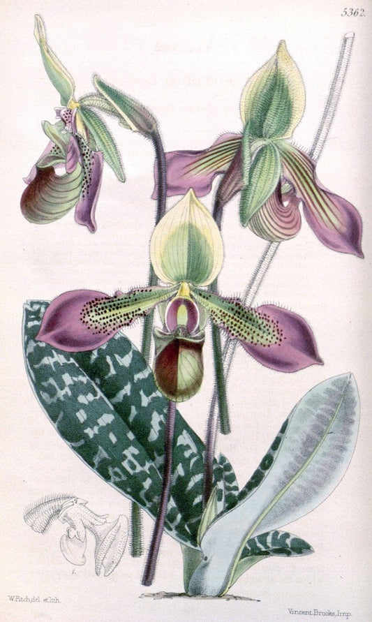Curtis's botanical magazine. London ;New York [etc.] :Academic Press [etc.]. | Botany Periodicals "Pictorial works"  | Vintage Print Reproduction 454714