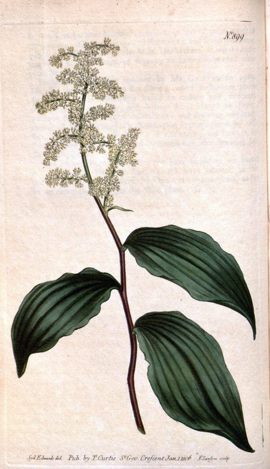 Curtis's botanical magazine. London ;New York [etc.] :Academic Press [etc.]. | Botany Periodicals "Pictorial works"  | Vintage Print Reproduction 454715