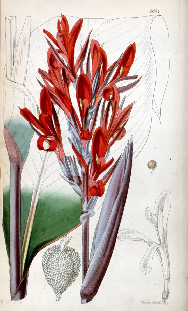 Curtis's botanical magazine. London ;New York [etc.] :Academic Press [etc.]. | Botany Periodicals "Pictorial works"  | Vintage Print Reproduction 454716