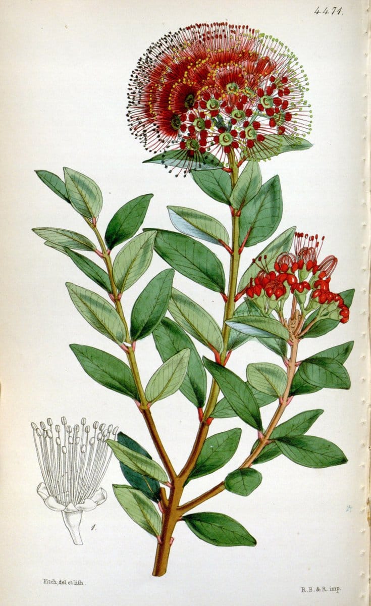 Curtis's botanical magazine. London ;New York [etc.] :Academic Press [etc.]. | Botany Periodicals "Pictorial works"  | Vintage Print Reproduction 454717