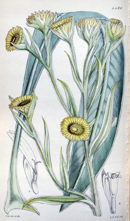 Curtis's botanical magazine. London ;New York [etc.] :Academic Press [etc.]. | Botany Periodicals "Pictorial works"  | Vintage Print Reproduction 454718
