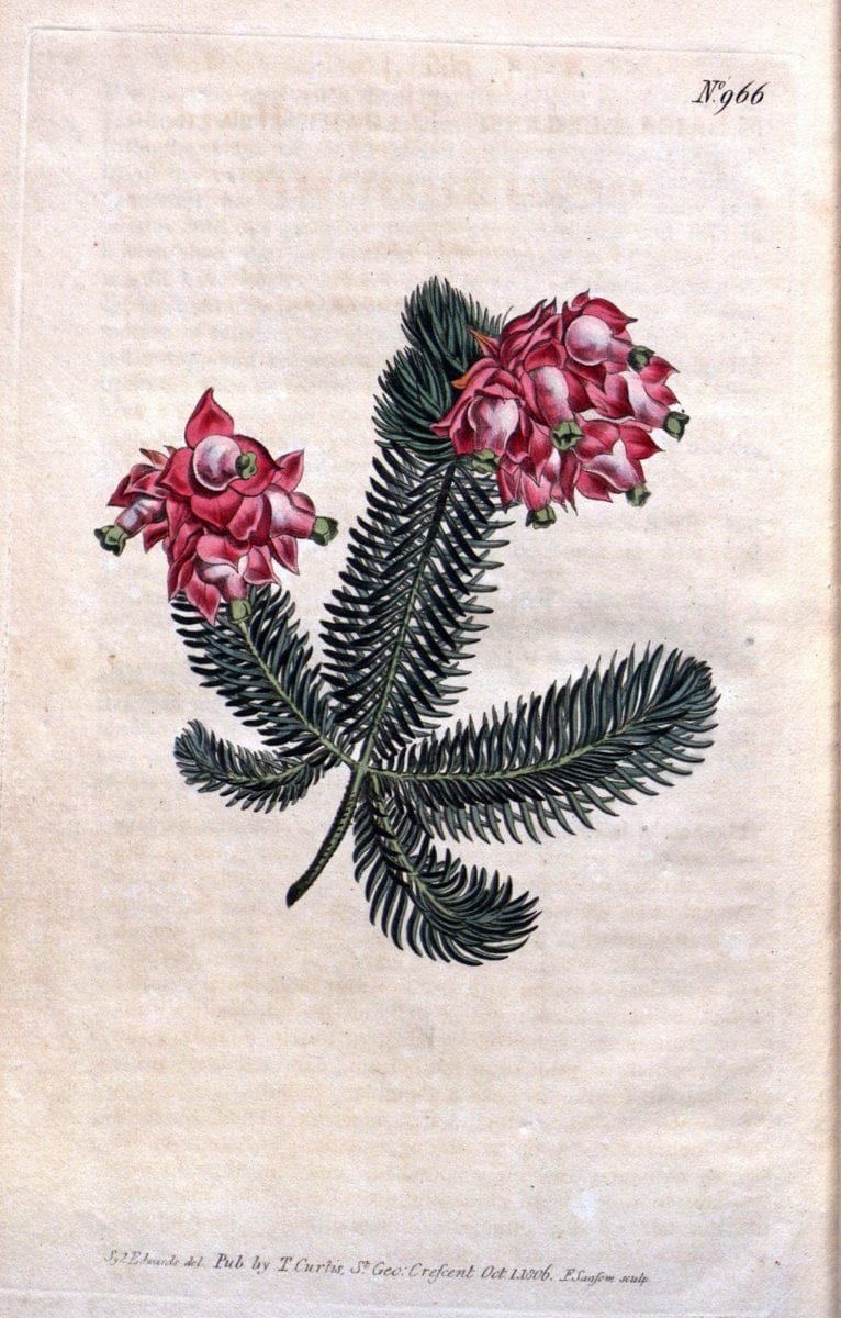 Curtis's botanical magazine. London ;New York [etc.] :Academic Press [etc.]. | Botany Periodicals "Pictorial works"  | Vintage Print Reproduction 454719