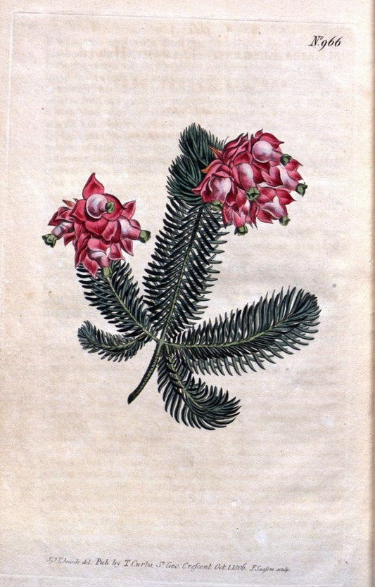 Curtis's botanical magazine. London ;New York [etc.] :Academic Press [etc.]. | Botany Periodicals "Pictorial works"  | Vintage Print Reproduction 454719