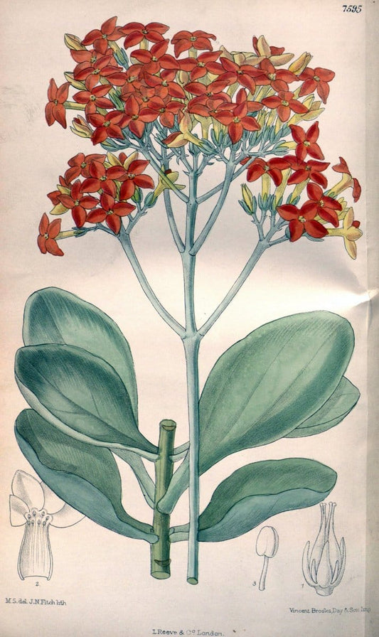 Curtis's botanical magazine. London ; New York [etc.] :Academic Press [etc.]. | "Botanical illustration" Botany Periodicals "Pictorial works" "Plants, Ornamental"  | Vintage Print Reproduction 454722