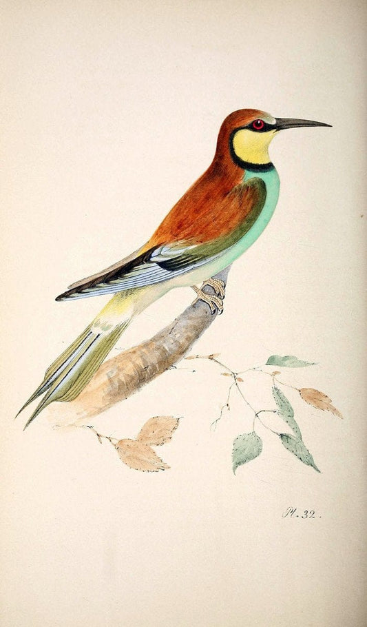 Coloured illustrations of British birds, and their eggs /.London :G.W. Nickisson,1842-1850.. |  | Vintage Print Reproduction 454723
