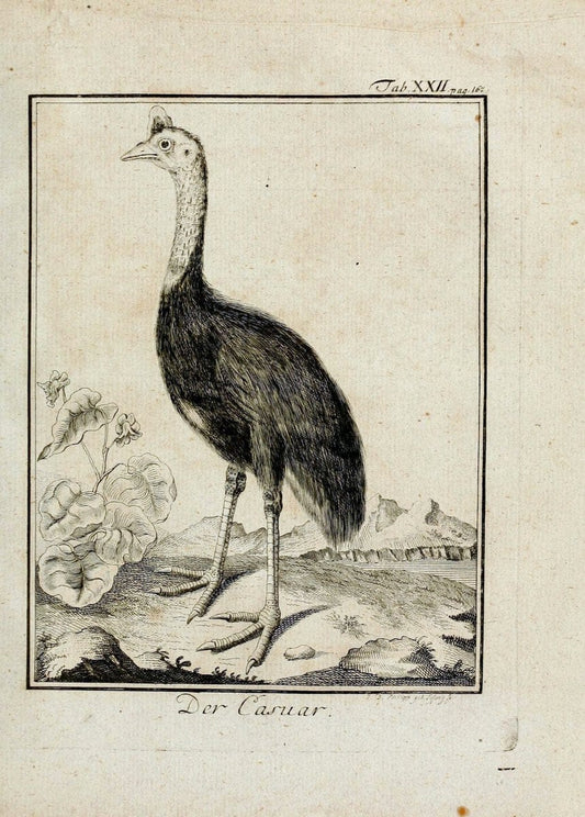BÃ¼ffons Naturgeschichte der VÃ¶gel :.Leipzig :bey Hermann Heinrich Holle,1775-1782.. |  | Vintage Print Reproduction 454724